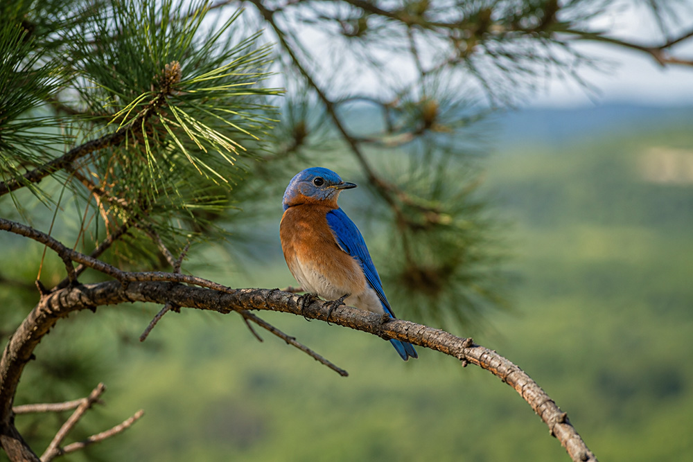 eastern bluebird broken bow oklahoma